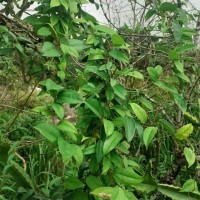 Dioscorea oppositifolia L.